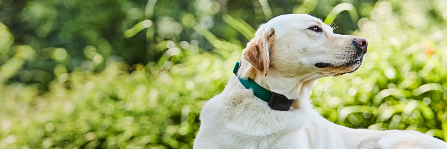 DogWatch of Central Maine, Lewiston, Maine | 1200Fence Slider Image