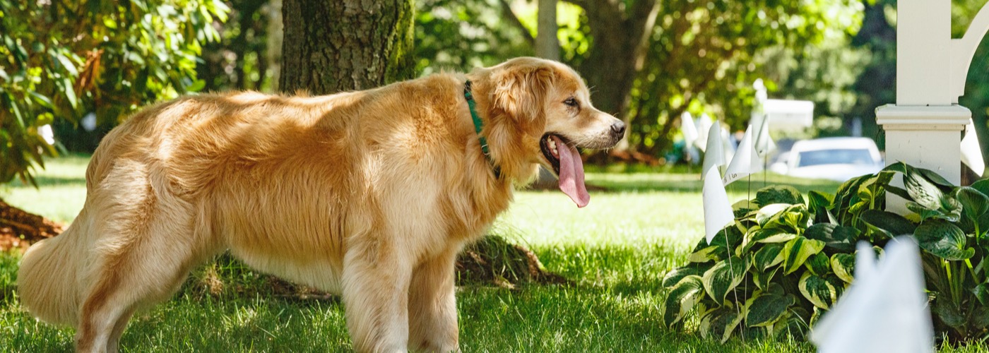 DogWatch of Central Maine, Lewiston, Maine | Outdoor Hidden Dog Fences Slider Image