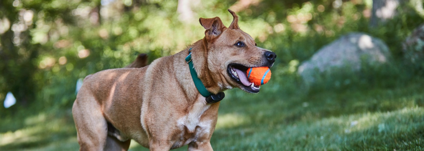 DogWatch of Central Maine, Lewiston, Maine | ProFenceX Slider Image